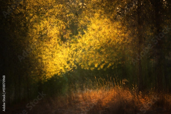 Fototapeta Dreamy abstract forest image, blooming meadow and pastel bokeh lights