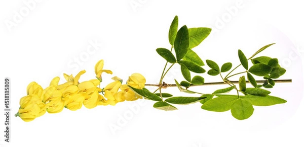 Fototapeta Flowering branch of laburnum (Laburnum anagyroides), in spring, isolated on white background	