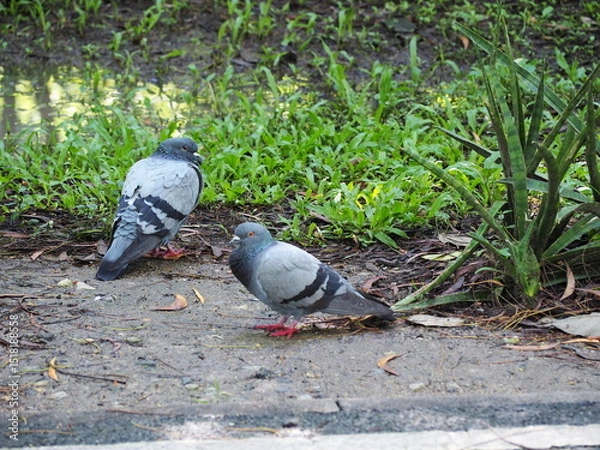 Obraz Two pigeons stand on the ground beside a clump of green grass. Focus on the bird in black eyes. Pigeons with different eye colors stand still to rest in garden. Birds may sick due to weather changes.
