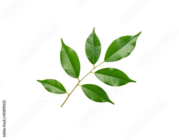 Fototapeta Glossy Green Ficus Branch with Six Leaves Veins Visible Isolated