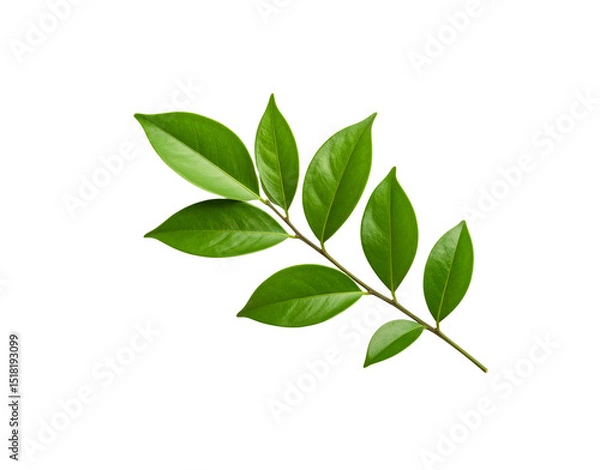 Fototapeta Glossy Green Leaves on a Branch Veins Visible Isolated on Transparent