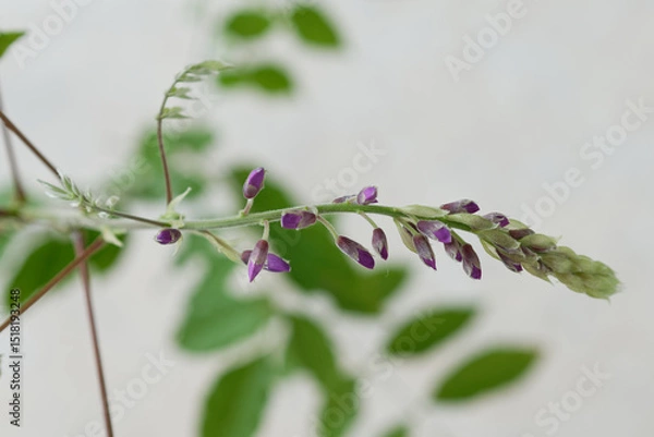 Obraz Wisteria flower bud. Close-up. Wisteria in a pot