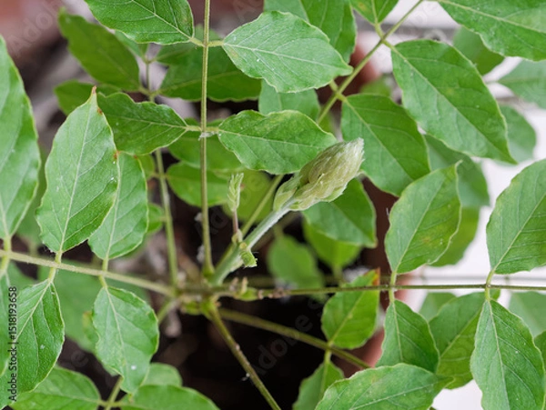 Obraz Wisteria flower bud. Close-up. Wisteria in a pot