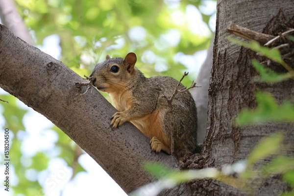 Obraz squirrel on a tree brnach