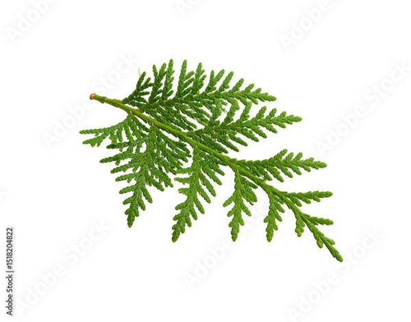 Fototapeta Vibrant green Thuja occidentalis branch with scalelike leaves isolated on transparent