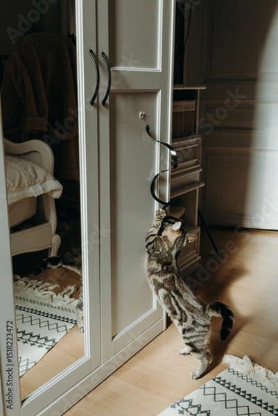 Fototapeta A small kitten plays with a hanging toy in the room.