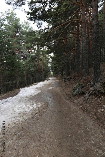Fototapeta Camino helado