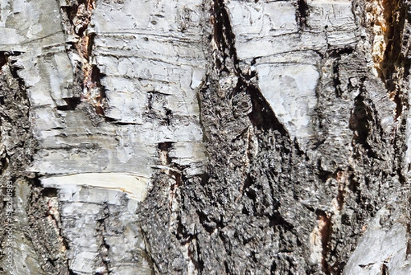 Fototapeta Textured Close-Up of Rugged Tree Bark for Nature Background and Design Elements