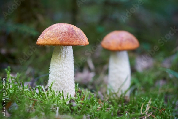 Fototapeta Leccinum albostipitatum