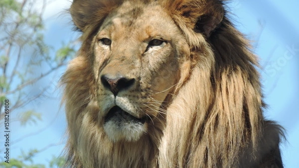 Obraz Lion le Roi