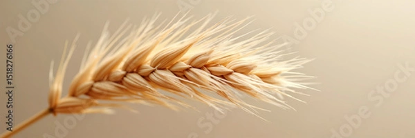 Fototapeta Close-up of Wheat Spike with warm and natural mood on soft neutral background