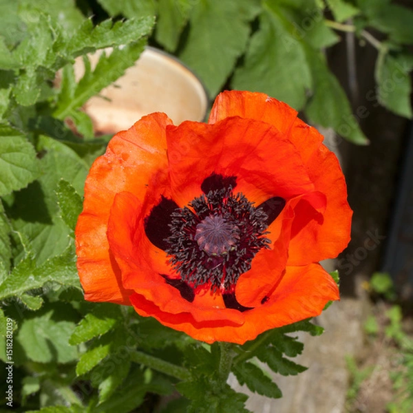 Obraz Au cœur d'une fleur de pavot