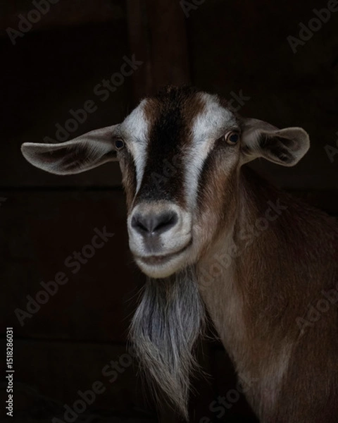Fototapeta Portrait of a goat on a dark background.