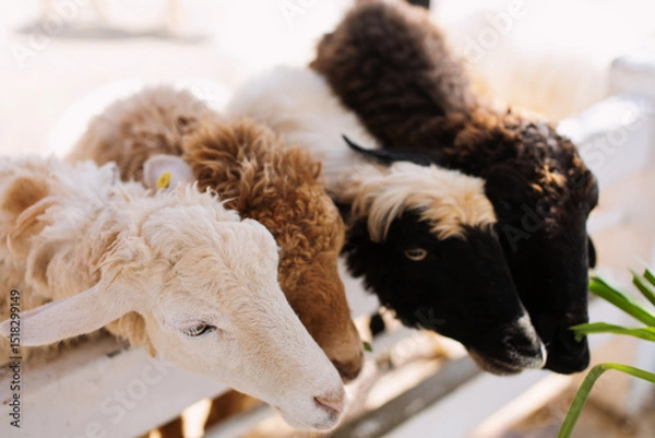 Fototapeta Many multi-colored sheep are about to eat food.