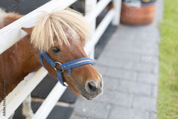 Fototapeta A brown horse in a stable is looking ahead.