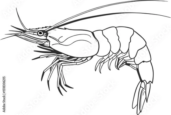 Fototapeta shrimp swimming, side view, clean vector sketch
