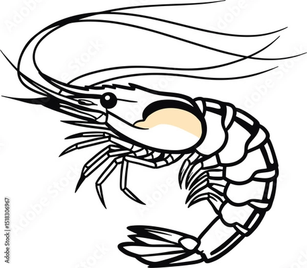 Fototapeta Stylized Shrimp Drawing with Bold Contours in Vector.