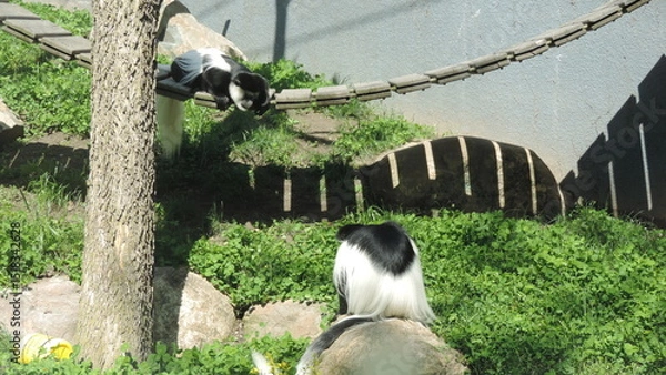 Obraz Famille de singe