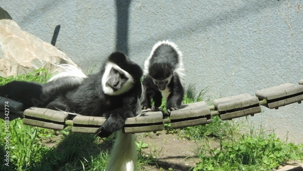 Obraz Famille de singe