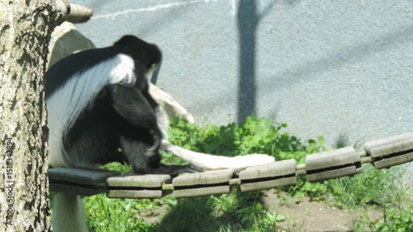 Obraz Famille de singe