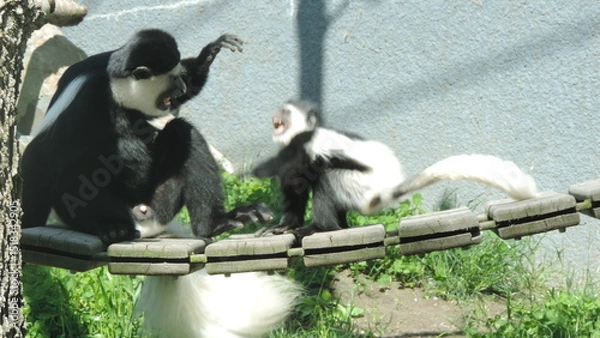 Obraz Famille de singe