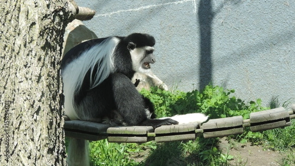 Obraz Famille de singe