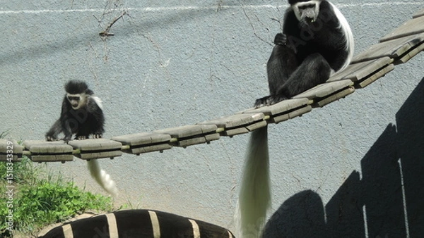 Obraz Famille de singe