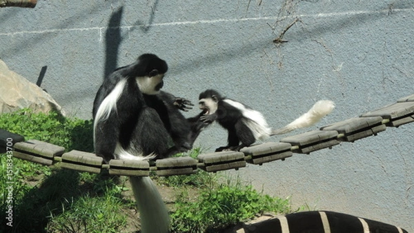 Obraz Famille de singe