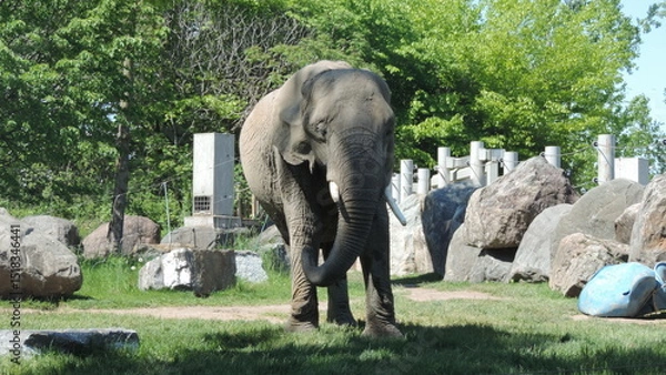 Obraz Éléphants