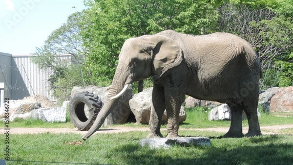Obraz Éléphants