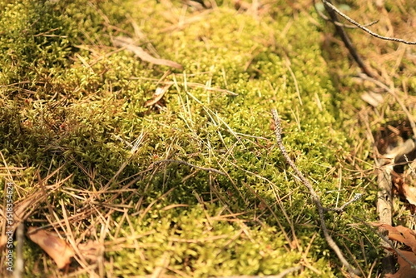 Obraz A close-up of sunlit forest moss with scattered twigs and dried leaves, creating a textured nature background.
