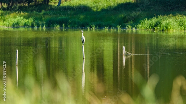 Fototapeta grey heron (Ardea cinerea) on a log in water