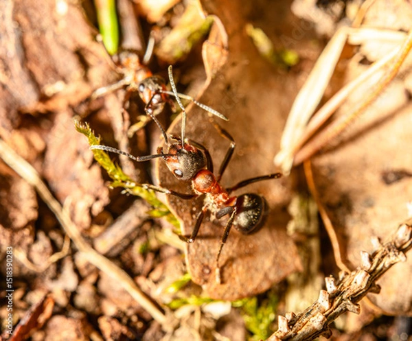 Fototapeta ant in detail on the ground