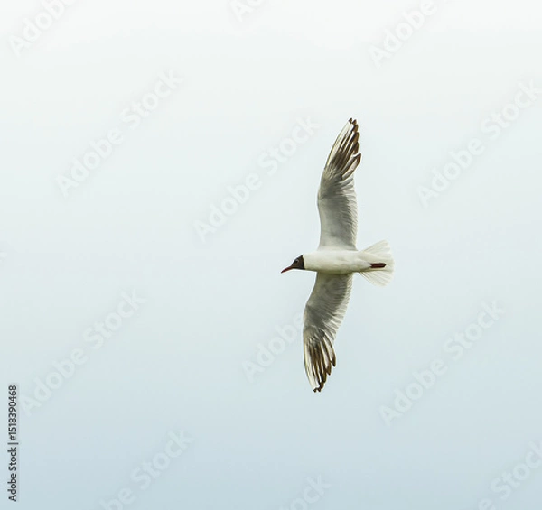 Fototapeta black-headed gull (Chroicocephalus ridibundus) in flight
