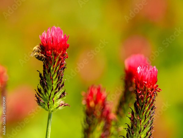 Fototapeta honey bee (Apis mellifera) on red clover