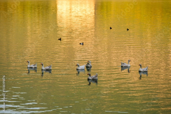 Fototapeta Peaceful ducks and geese float on a golden lake at sunset