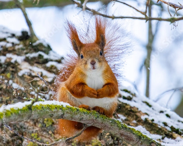 Fototapeta Young squirrel sitting on a tree in winter
