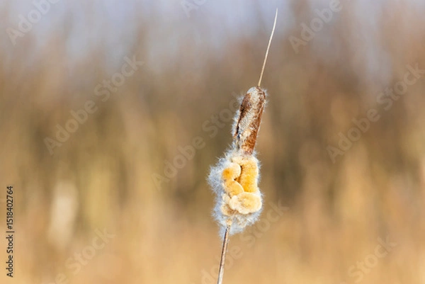 Fototapeta reed close-up on a blurred autumn background
