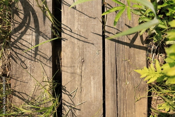 Obraz A close-up of a wooden hiking trail winding through the swamp, set in the wetlands of Europe in Ukrainian Polissia.