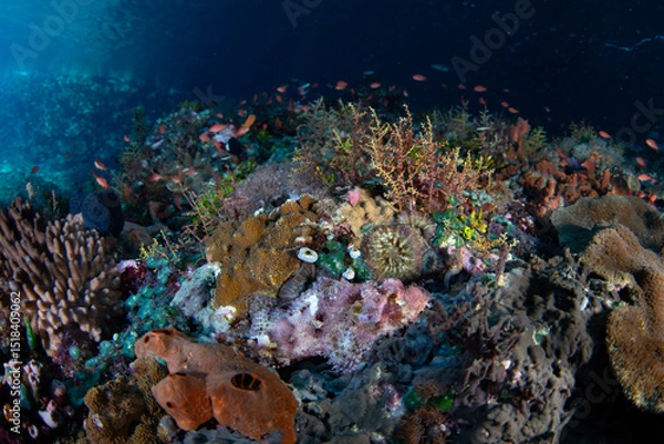 Obraz A well-camouflaged scorpionfish waits to ambush fish on a coral reef in the Pantar Strait, near the island of Alor, Indonesia. This tropical region harbors spectacular marine biodiversity.