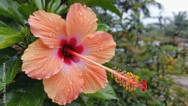 Obraz red hibiscus flower