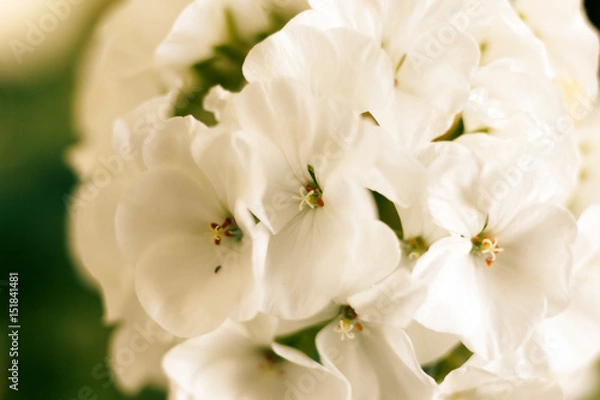 Obraz Macro shot of flowers of white geranium