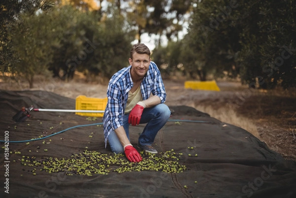 Obraz Mid adult man kneeling on harvesting net in olive orchard collecting green olives near yellow crate