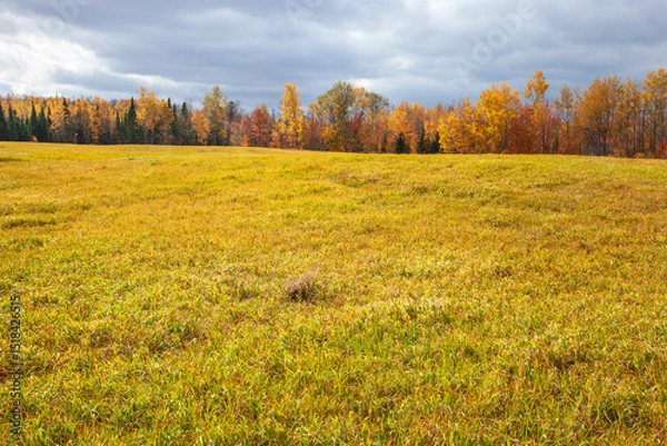 Obraz Trees in autumn color alongside a field of grass in northern Minnesota on partly cloudy day