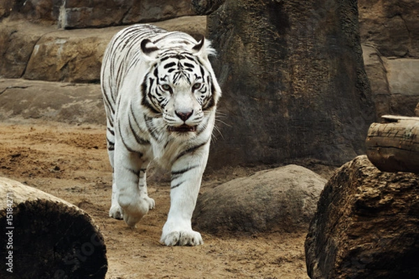 Fototapeta White Tiger