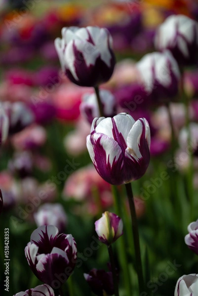 Fototapeta Tulip Flowers at the Mount Vernon Tulip Festival in Washington State