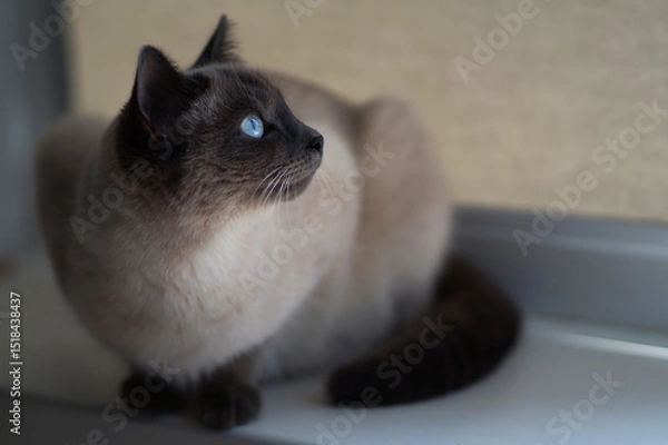 Obraz A sitting Siamese cat looks up. Selective focus.