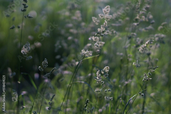 Obraz Meadow grasses illuminated by the rays of the sun. Selective focus.
