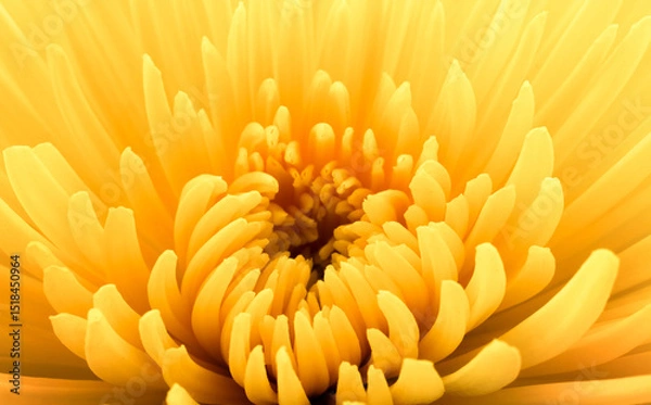 Obraz Yellow chrysanthemum flower macro shot. Chrysanthemum flower background.