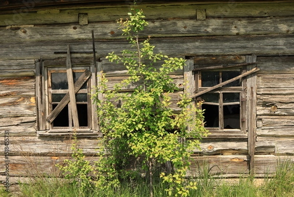Obraz The wall of an old abandoned wooden house with boarded-up windows, as a young tree grows in front. Ukrainian Polissia, Chernihiv region.